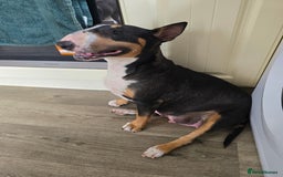English Bull Terrier dogs for sale: Beautiful girl - Image 17