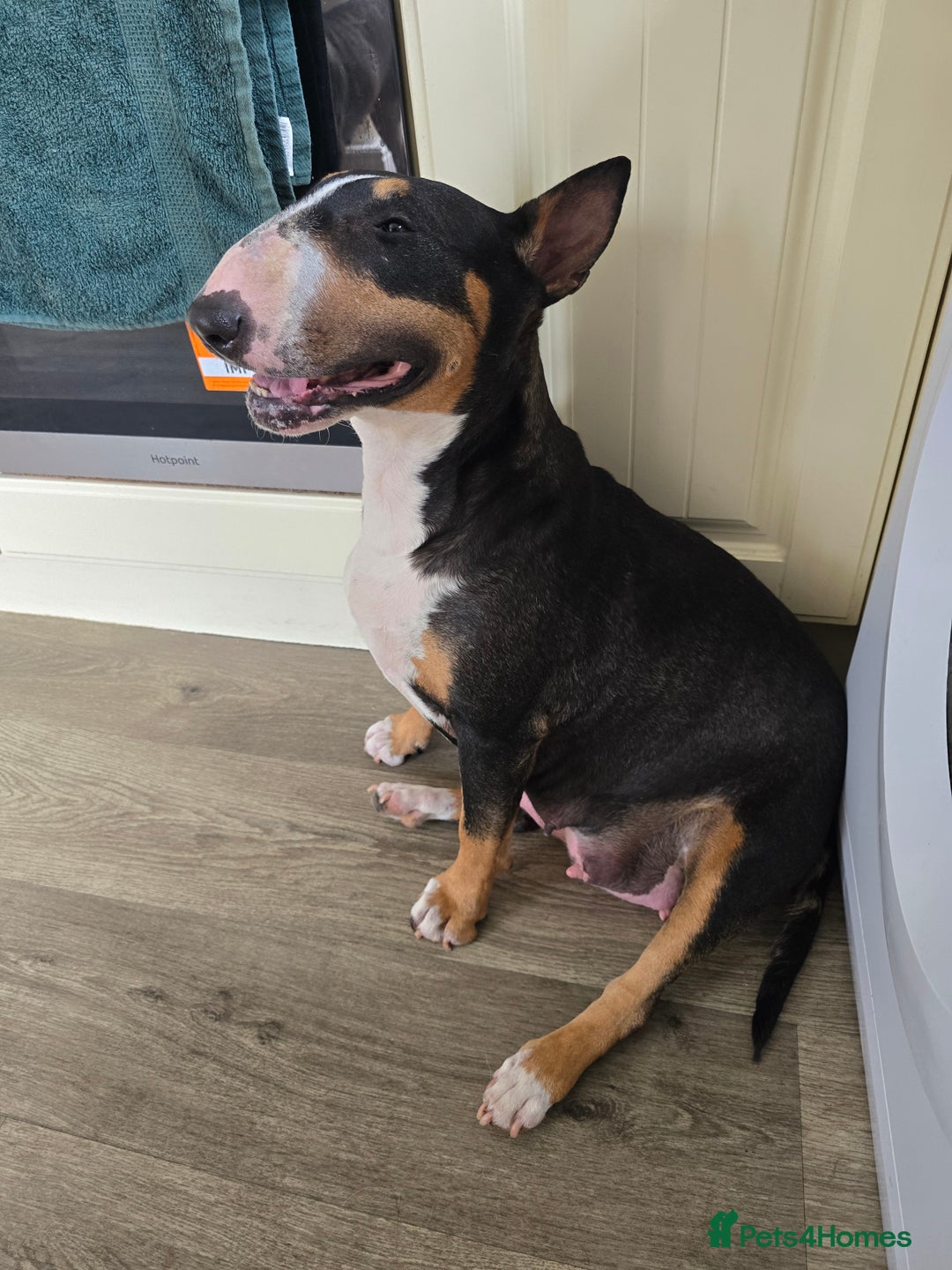 English Bull Terrier dogs for sale: Beautiful girl - Image 17