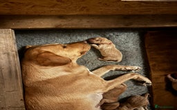 Labrador Retriever dogs for sale: 🐾 Labrador Puppies some with copper colourings 🐾 - Image 12