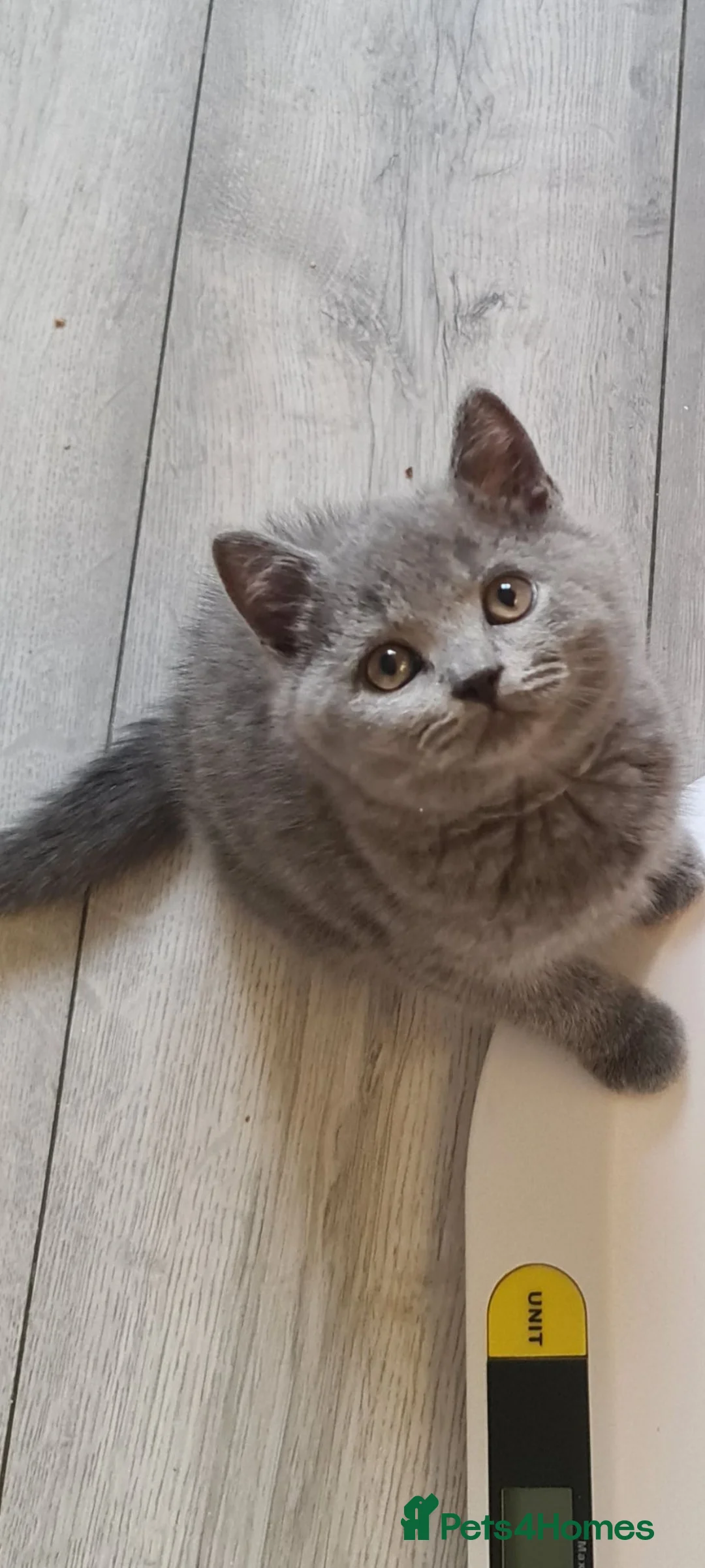 British Shorthair cats for sale: *READY NOW* British shorthair kittens  - Advert 2