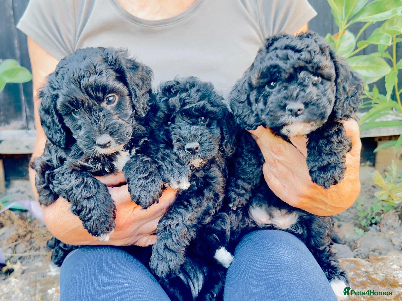 Cockapoo dogs F1b cockerpoos available to reserve  - Advert 5