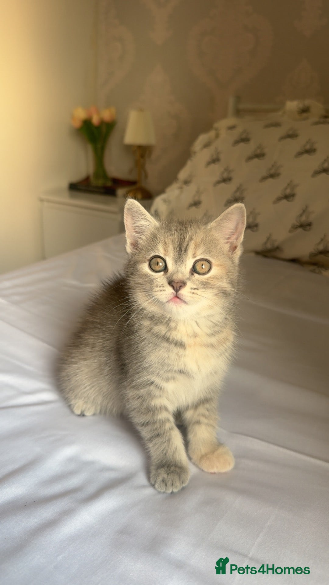 Persian cats Gorgeous persian kitten  - Advert 1