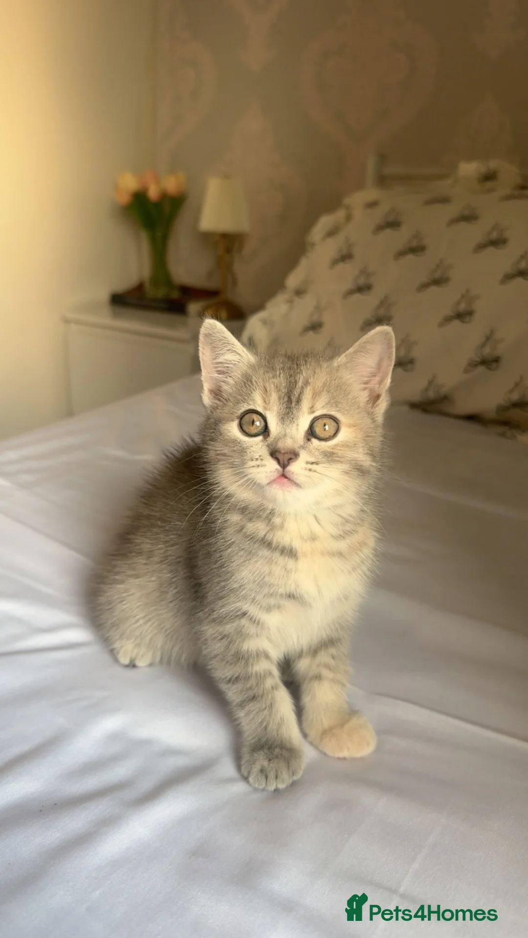Persian cats for sale: Gorgeous persian kitten  - Advert 1