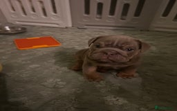 English Bulldog dogs for sale: English bull dogs  - Image 6