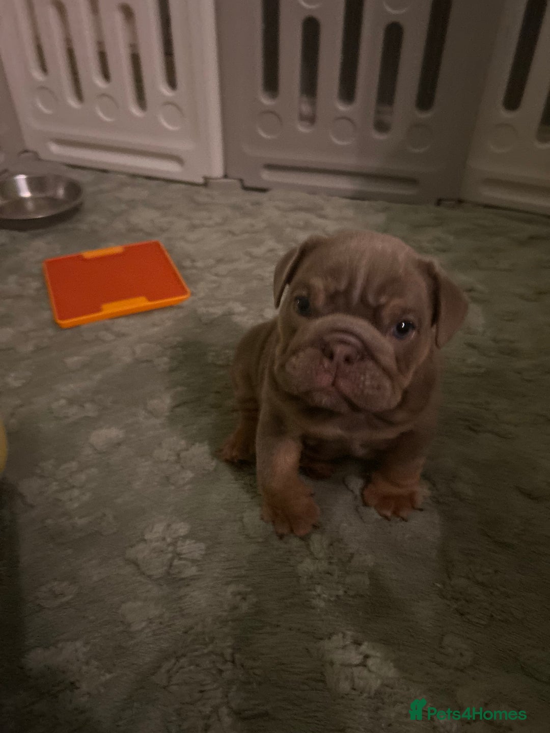English Bulldog dogs for sale: English bull dogs  - Image 6