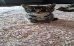 Mixed Breed cats for sale: Kittens - Image 1