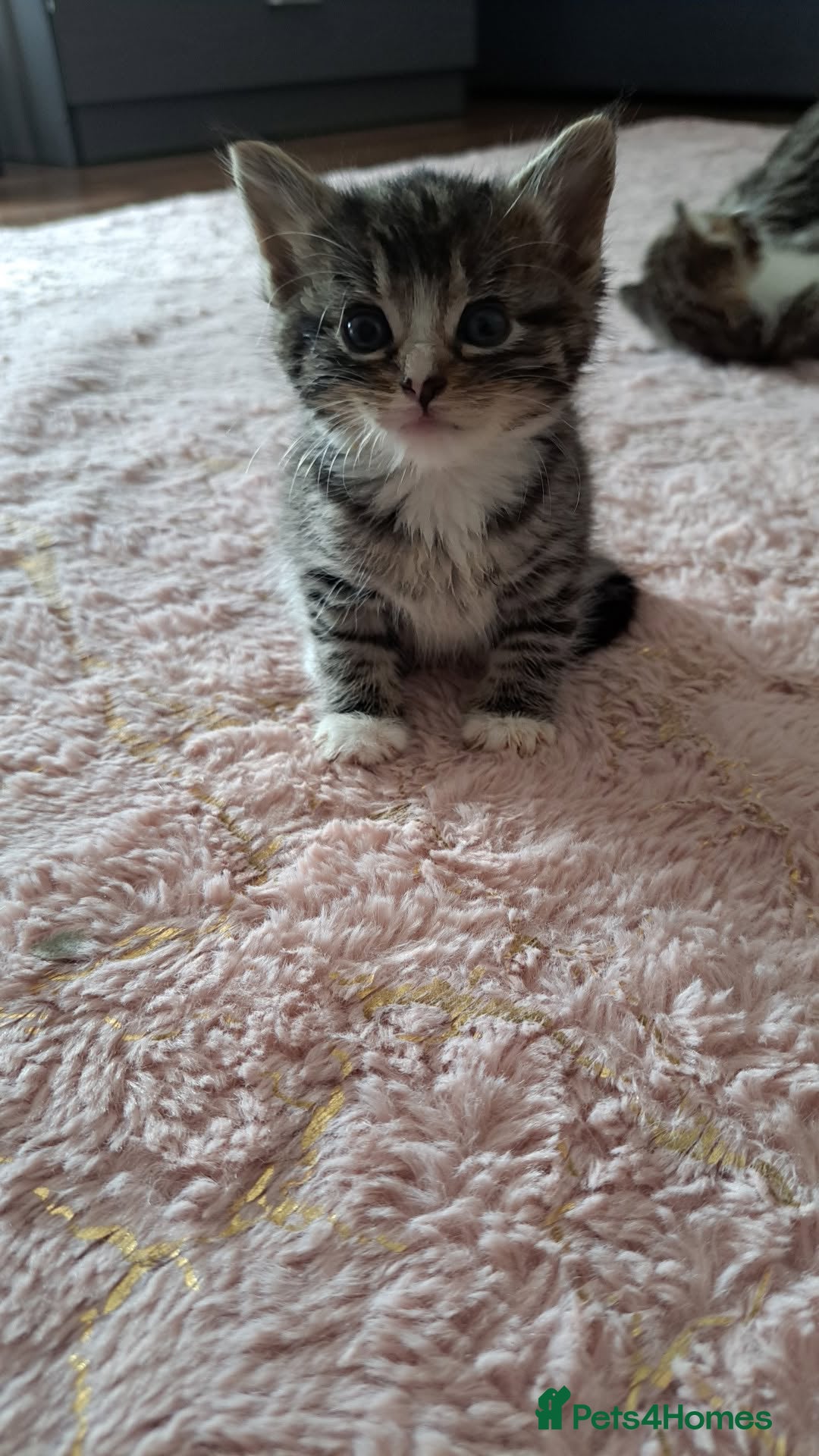 Mixed Breed cats for sale: Kittens - Image 1