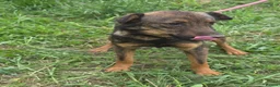 Mixed Breed dogs for adoption: Reim! - Advert 4