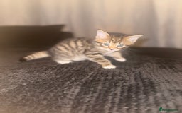 Mixed Breed cats for sale: Kittens  - Image 2