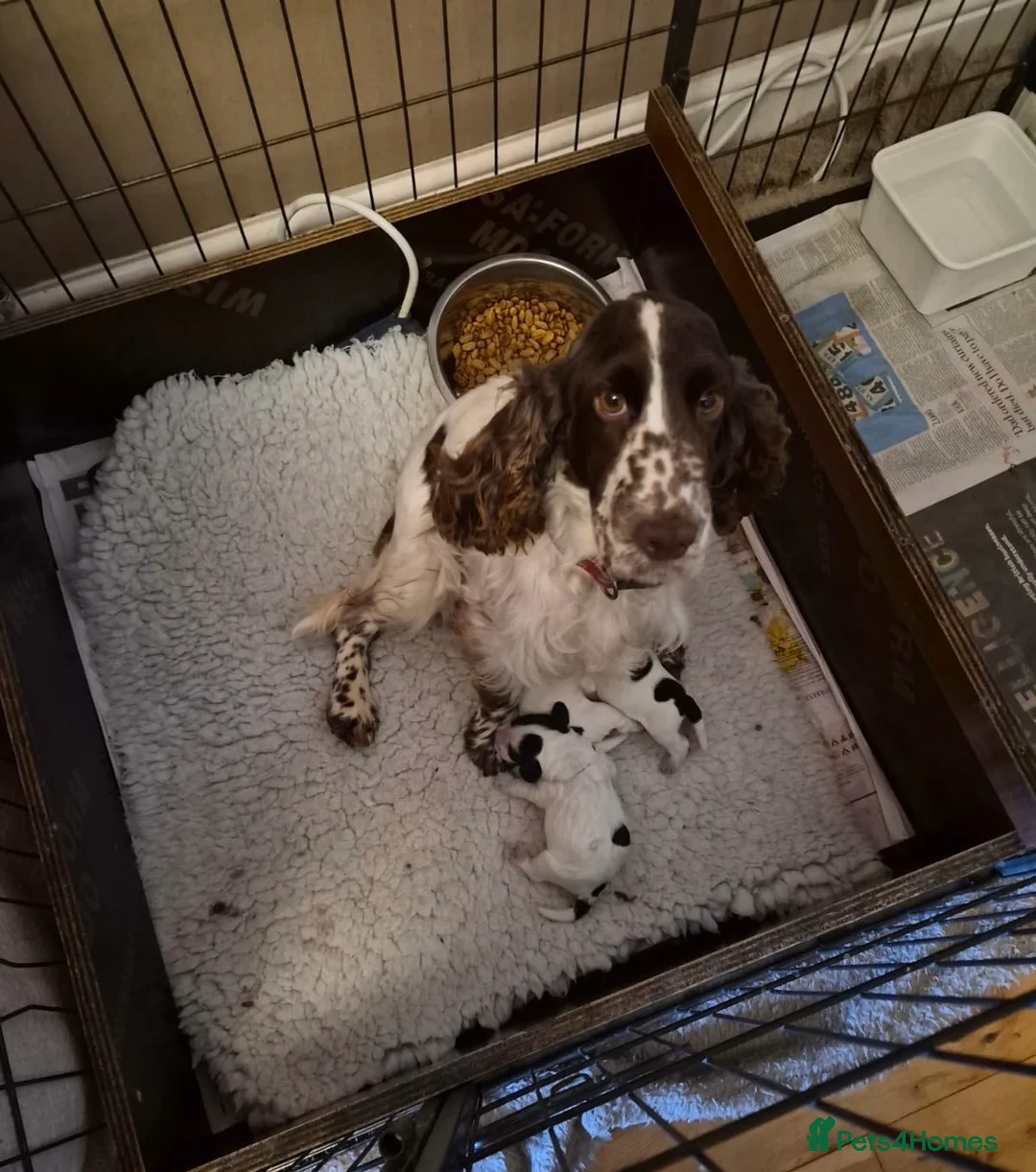 Cocker Spaniel dogs for sale: Show Cocker Spaniel puppies - Advert 1