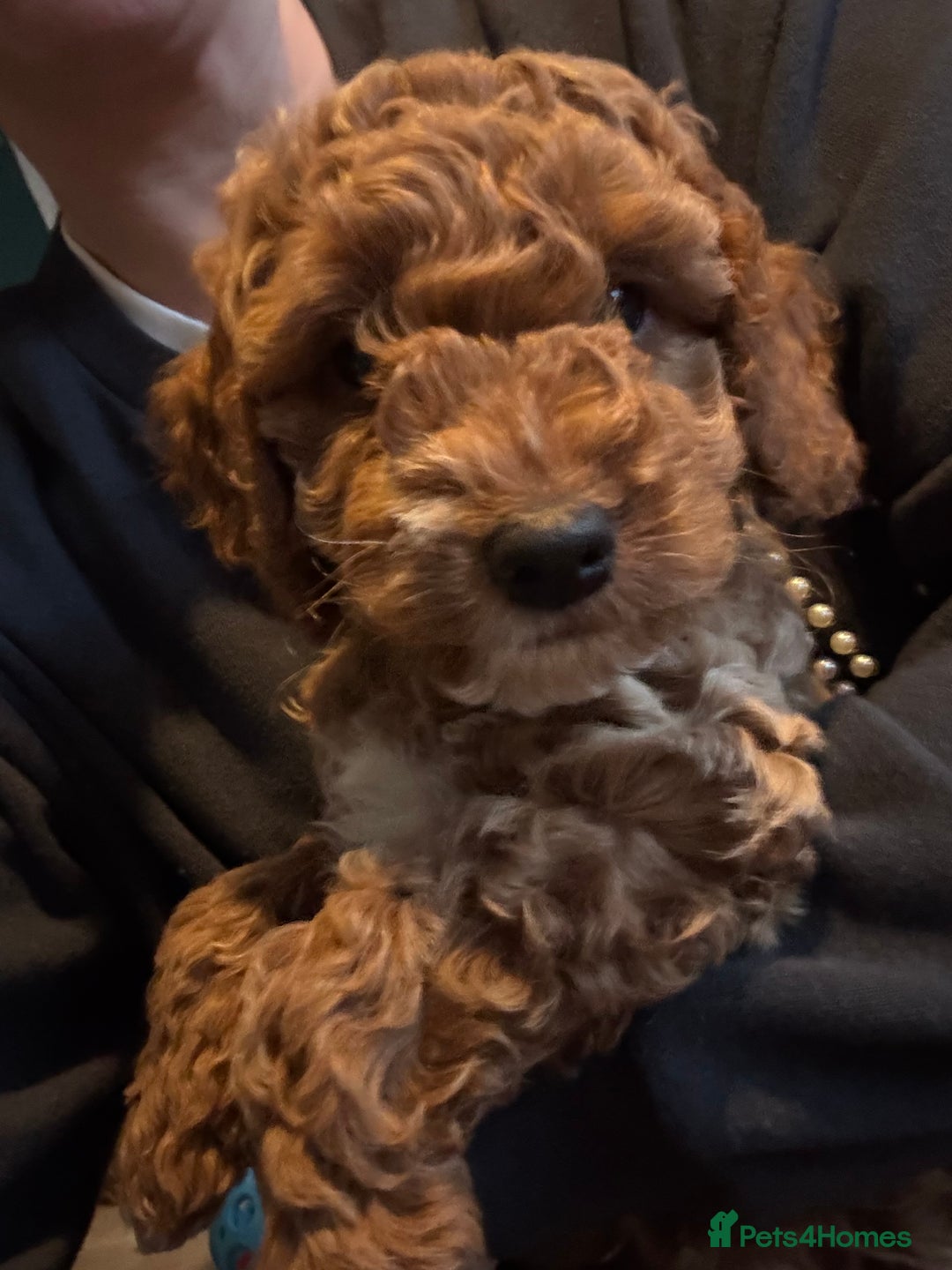 Cockapoo dogs for sale: Red Cockapoo girls Fb2 ready 12/1/26 - Advert 1