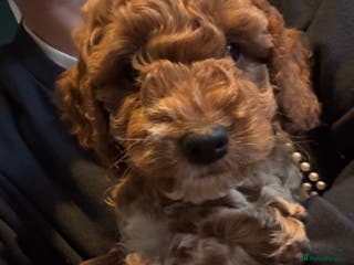 Cockapoo dogs Red Cockapoo girls Fb2 ready 12/1/26 - Advert 6