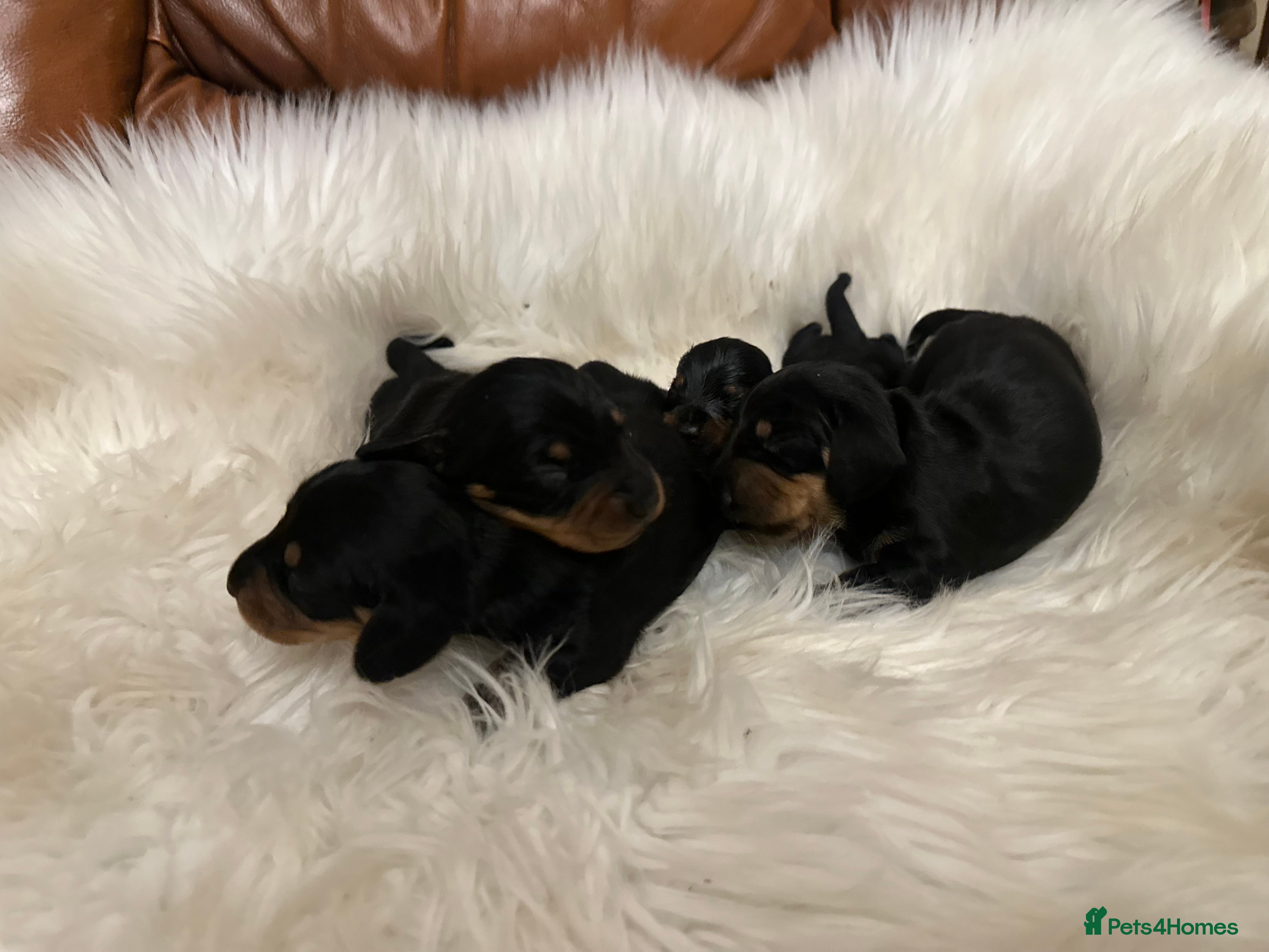 Miniature Dachshund dogs Show Quality IVDD screened KC Reg Mini Smooths  - Advert 1