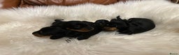 Miniature Dachshund dogs for sale: Show Quality IVDD screened KC Reg Mini Smooths  - Advert 1
