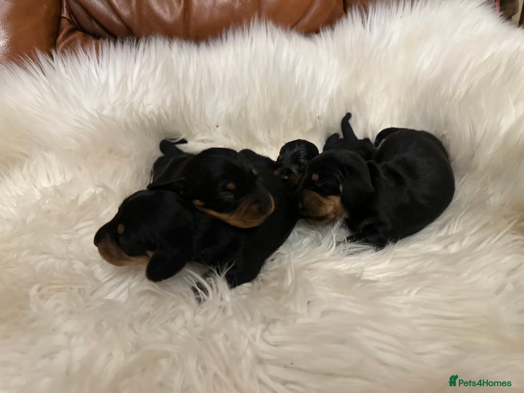 Miniature Dachshund dogs for sale: Show Quality IVDD screened KC Reg Mini Smooths  - Advert 1