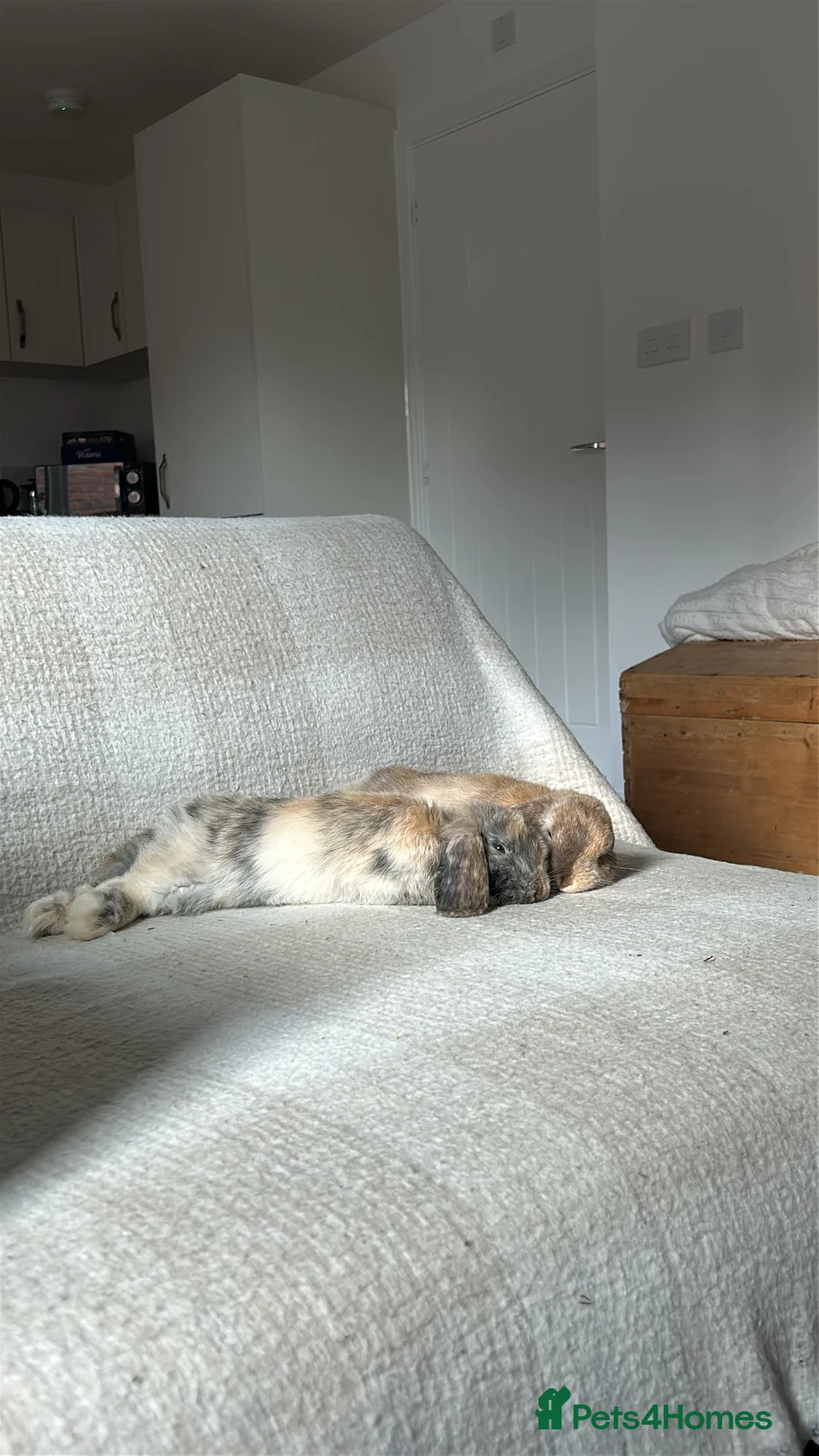 Mini Lop rabbits for sale: Mini Lop Bunnies – Wally & Wilbur  - Advert 2