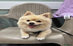 Pomeranian dogs for stud: Pomeranian stud available  - Advert 4