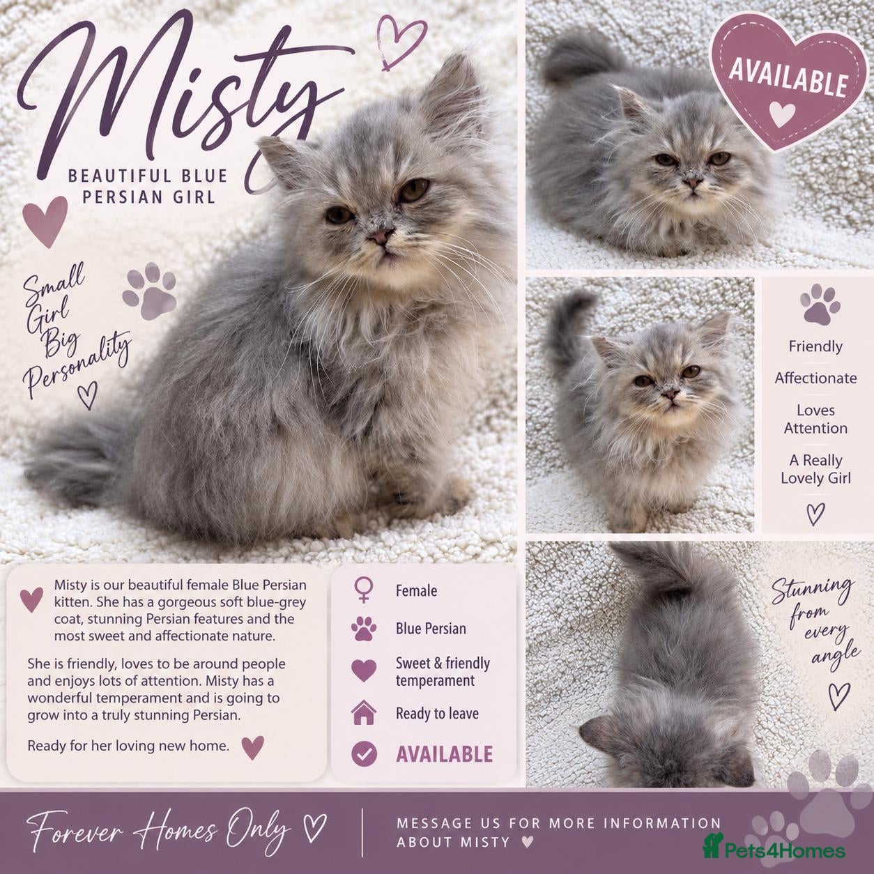 Persian cats Solid lilac persian kittens Rare colour ready now  - Advert 2