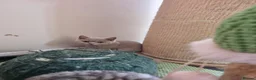 British Shorthair cats for sale: British Shorthair Healthy Vaccinated Microchipped  - Advert 11