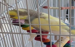 Budgerigars birds for sale: Fully tamed 4 budgies with Cage, accessories,food - Image 31