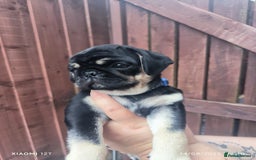 Pug dogs for sale: 2 KC Pug puppies available from a litter of 3. - Image 4