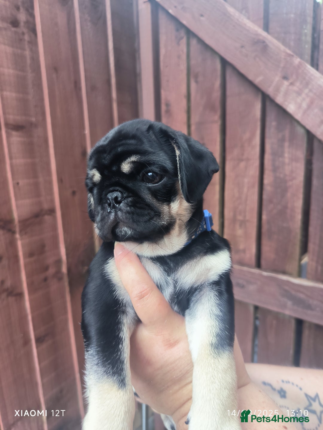 Pug dogs for sale: 2 KC Pug puppies available from a litter of 3. - Image 4