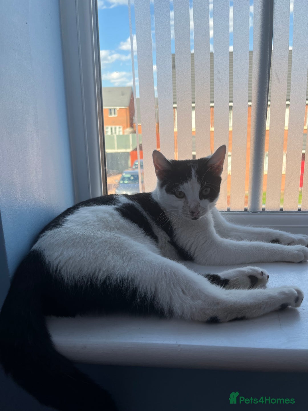 Mixed Breed cats for sale: Kitten for sale male  - Image 2