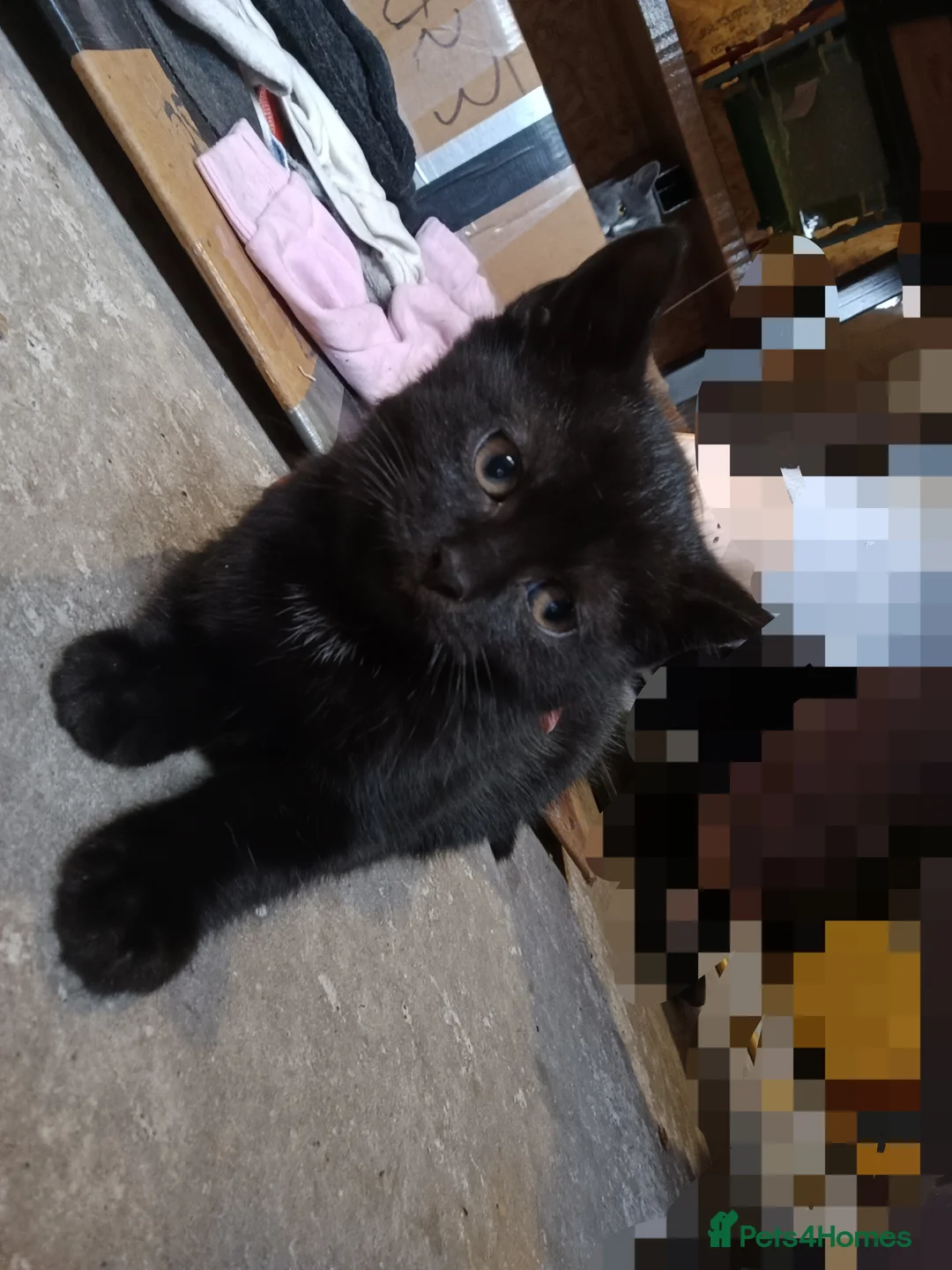 Mixed Breed cats for sale: The cats are ready for a new owner  - Advert 3