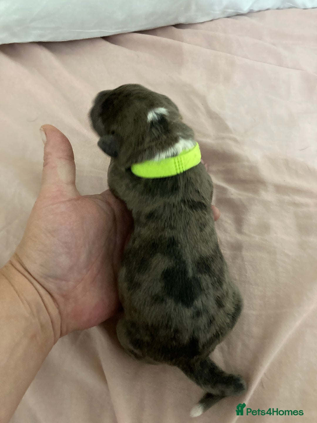 Mixed Breed dogs for sale: Mastiff x Staffy Puppies  - Advert 25