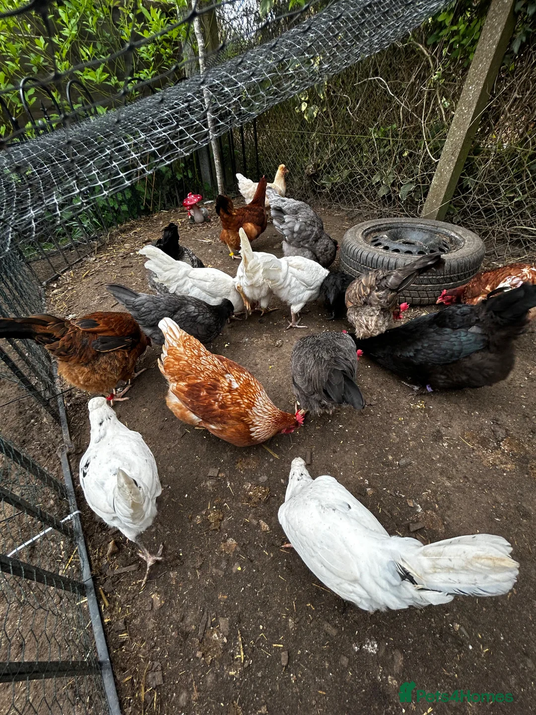 Chickens poultry for sale: 3 point of lay hens and 2 grower hens  - Advert 1