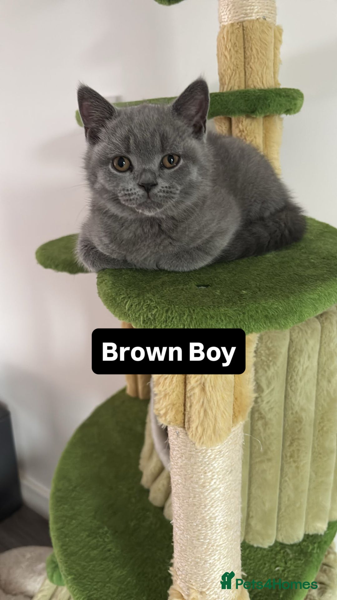 British Shorthair cats for sale: Chunky British Shorthair Kittens in Braintree - Image 12