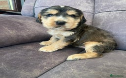 Cocker Spaniel dogs for sale: Show type cocker spaniels - Image 6