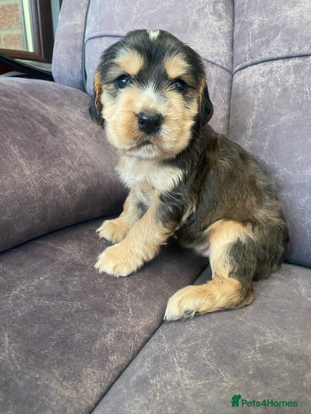 Cocker Spaniel dogs for sale: Show type cocker spaniels - Image 6