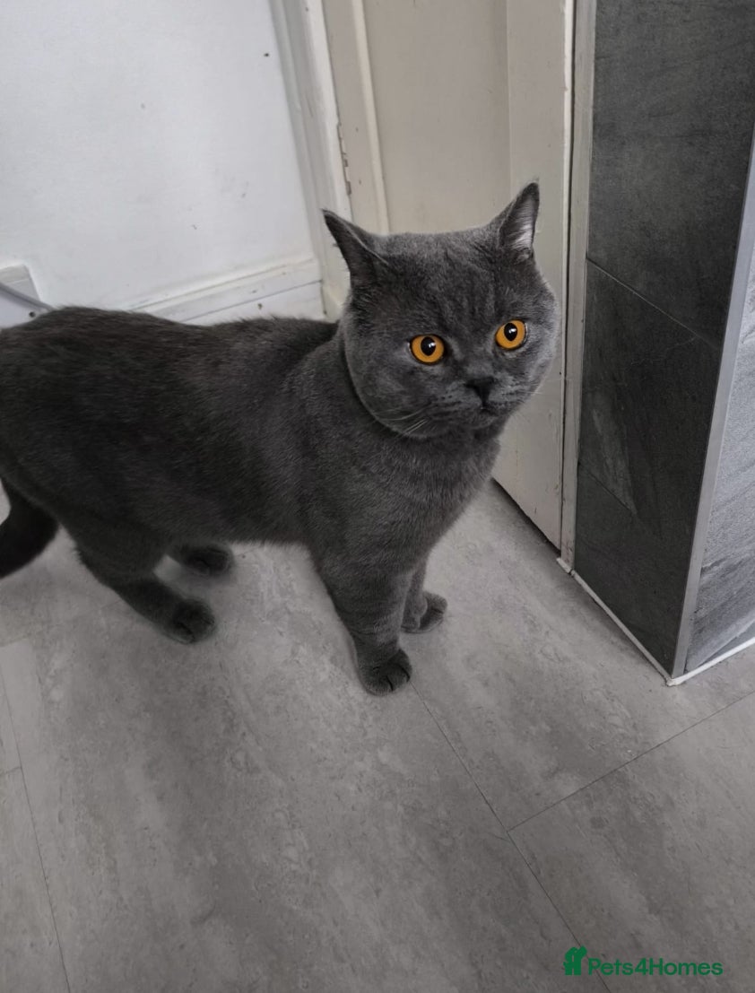 British Shorthair cats BSH blue for stud - Advert 2