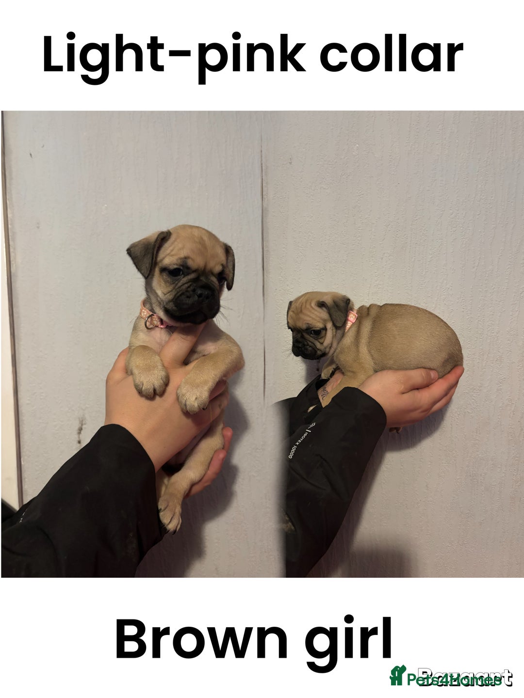 Frug dogs for sale: Frug Puppies For sale - Advert 5