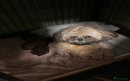 Shih Tzu dogs for sale: Ready to leave- imperial Shih Tzu - Image 14