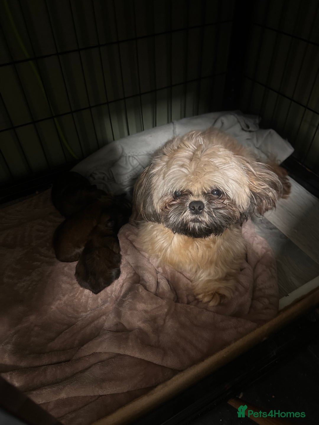 Shih Tzu dogs for sale: Ready to leave- imperial Shih Tzu - Image 14