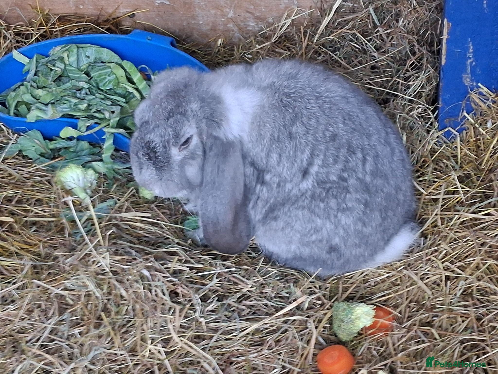 French Lop rabbits French lop bunnies - Advert 11