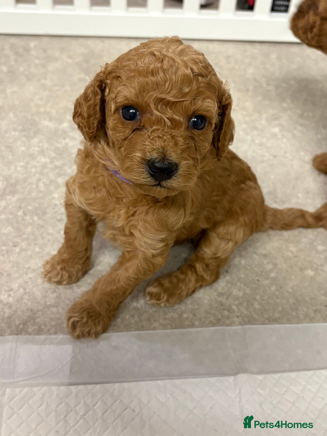 Cockapoo dogs for sale: Cockapoo puppies  - Advert 3