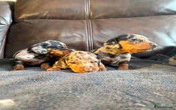 Dachshund dogs for sale: Beautiful standard dachshund puppies ❤️ - Image 2