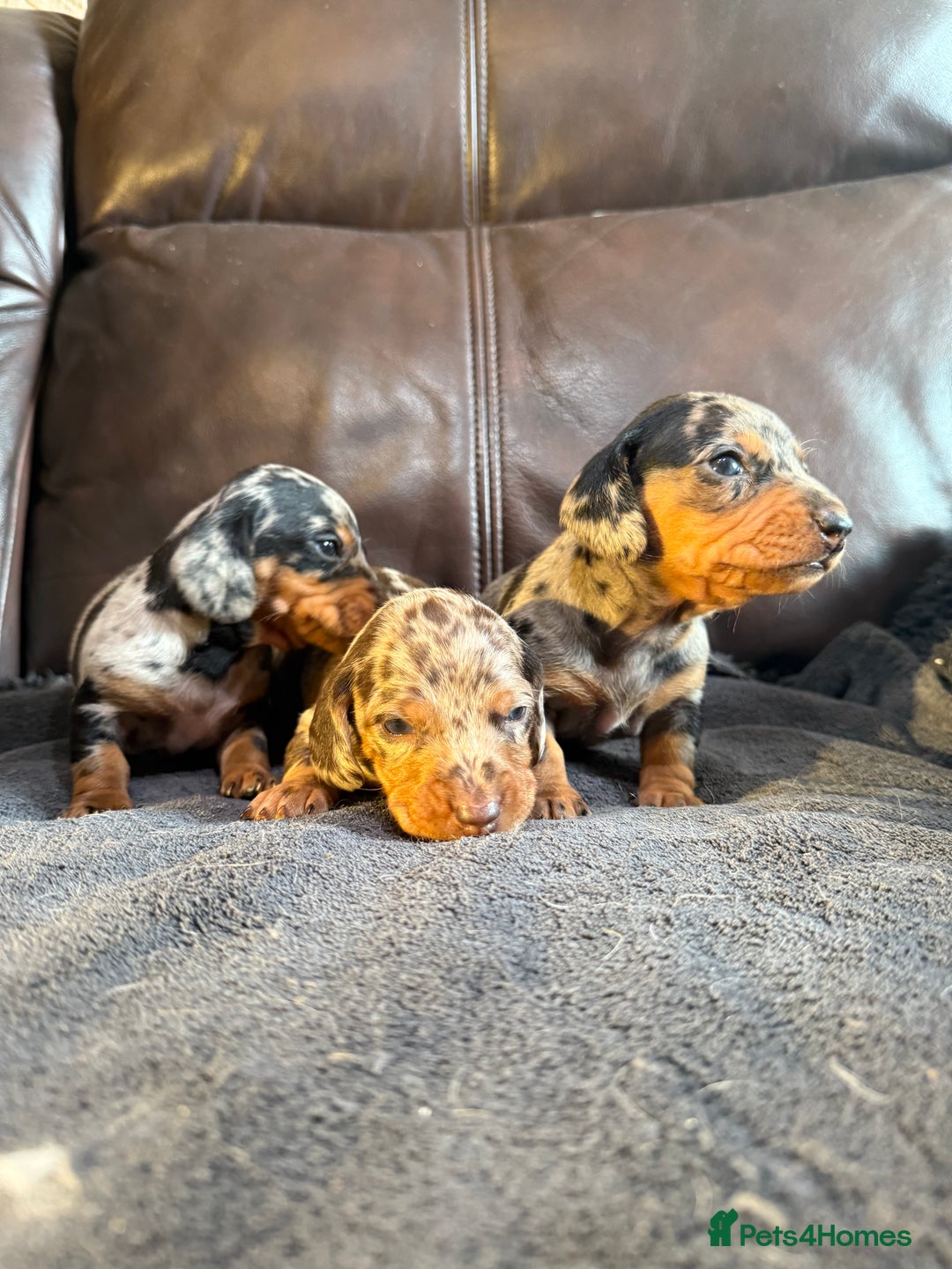 Dachshund dogs for sale: Beautiful standard dachshund puppies ❤️ - Image 2