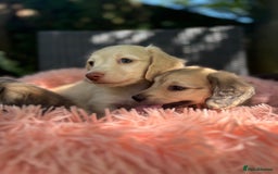 Miniature Dachshund dogs for sale: Miniature long haired cream dachshund. KC reg/PRA - Image 18