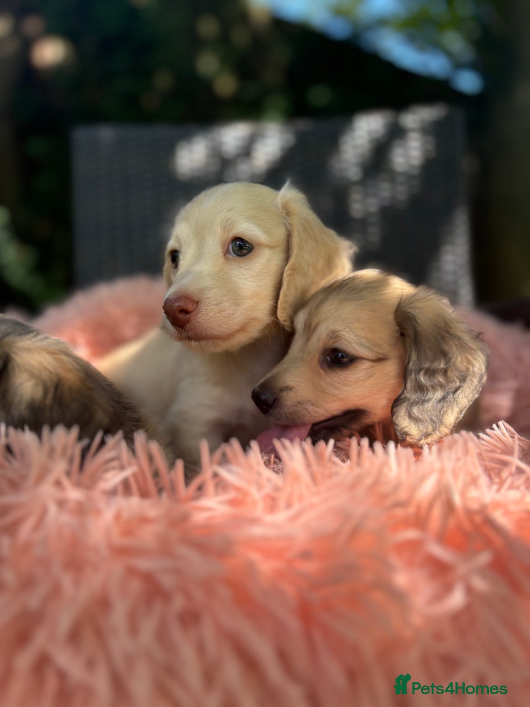 Miniature Dachshund dogs for sale: Miniature long haired cream dachshund. KC reg/PRA - Image 18