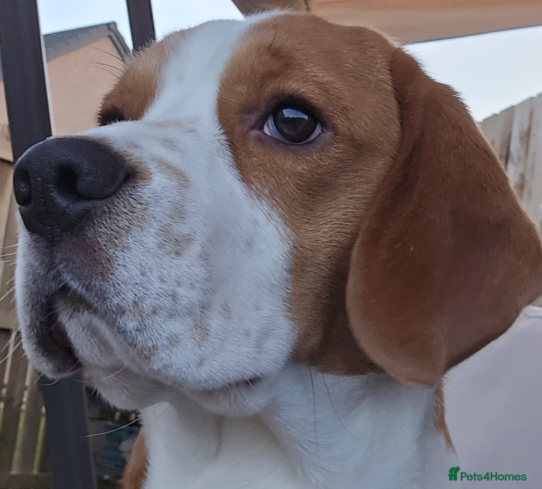 Beagle dogs for stud: KC Registered Beagle Stud–Dalwhinnie Dancer (Pluto in Dumfries - Advert 4