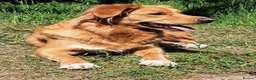 Nova Scotia Duck Tolling Retriever dogs for sale: Beautiful KC registered toller pups - Advert 13