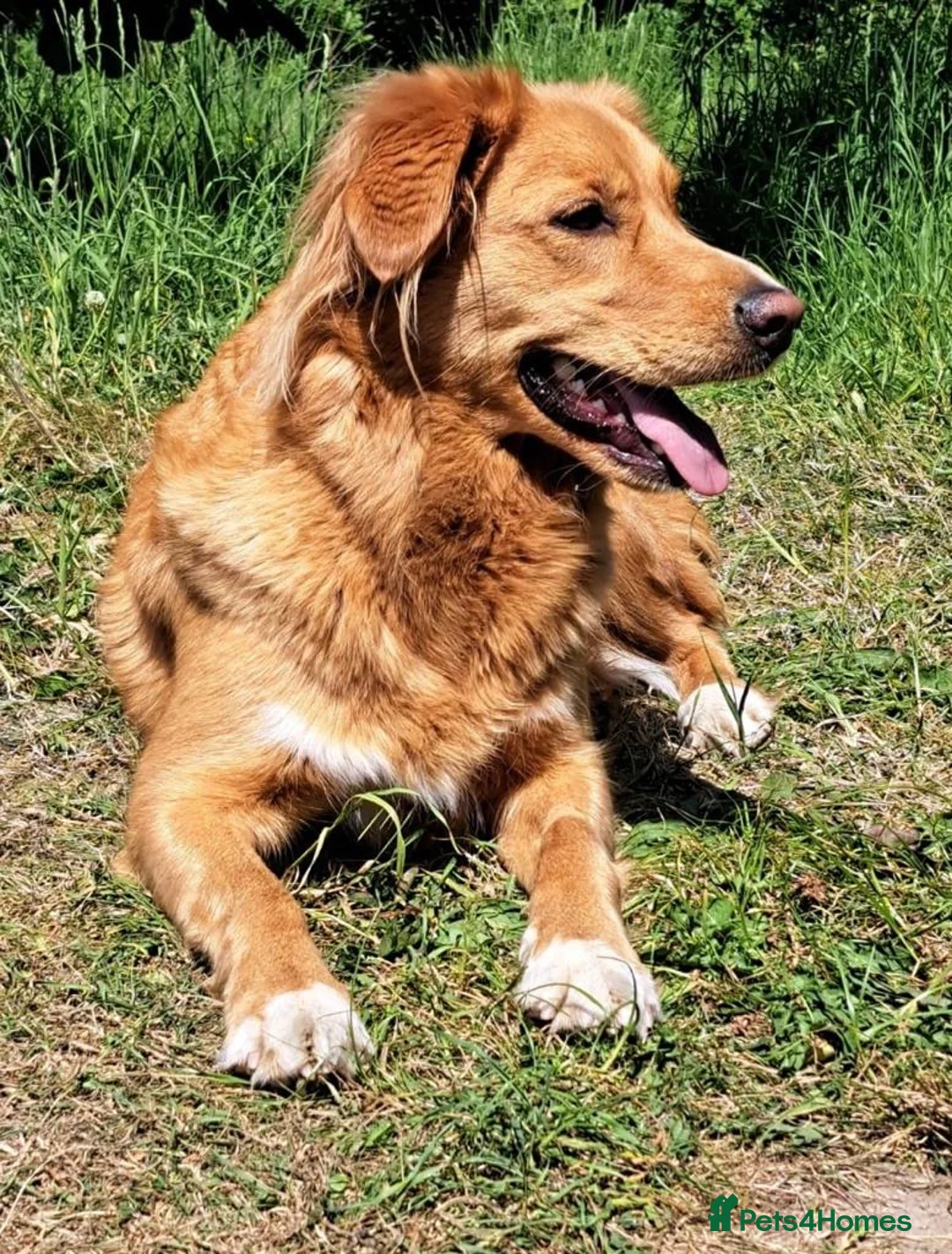 Nova Scotia Duck Tolling Retriever dogs for sale: Beautiful KC registered toller pups - Advert 13