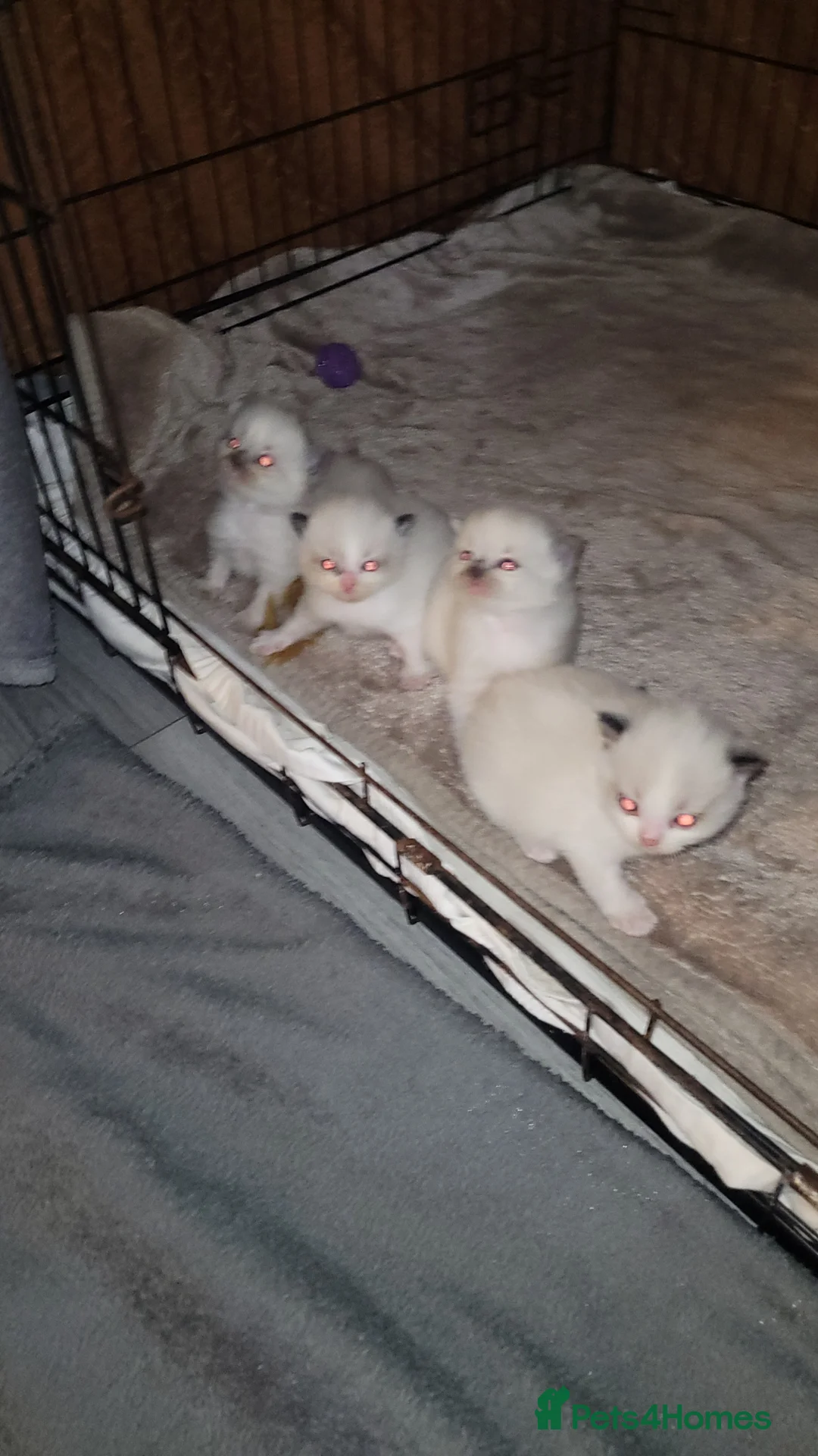 Ragdoll cats for sale: Ragdoll kittens for sale  - Advert 18