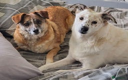 Mixed Breed dogs for adoption: Rescue dog Molly is looking for her second chance - Advert 6