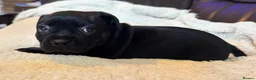 Staffordshire Bull Terrier dogs for sale: KC Staffordshire bull terrier pups for sale  - Advert 8