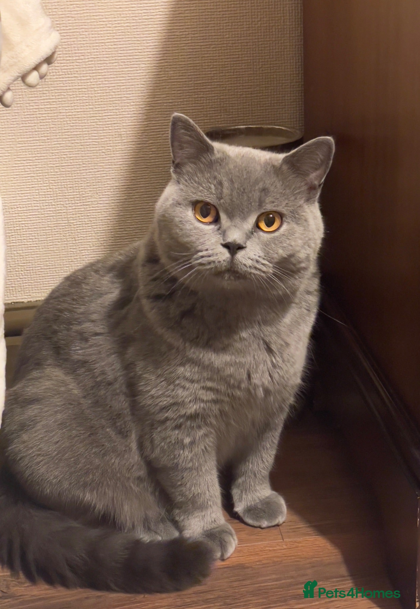 British Shorthair cats British Shorthair Kittens – Grey Girl & Brown Boy - Advert 5